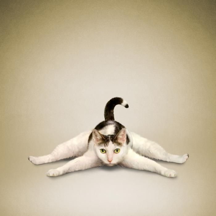 Позы котов фото Yoga animals Cat yoga, Dog cat pictures, Cute cats