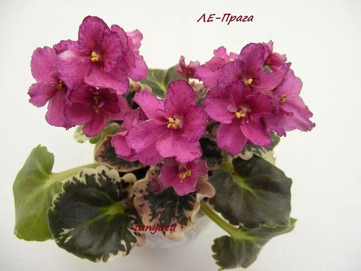 Прага фиалка фото ЛЕ-Прага(мини) African violets, Saintpaulia, Plants