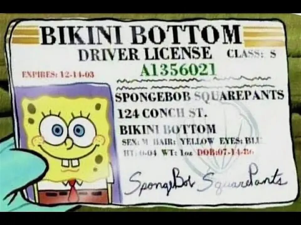 Права губки боба фото DID SPONGEBOB ACTUALLY GET HIS LICENSE SpongeBob SquarePants Battle For Bikini B