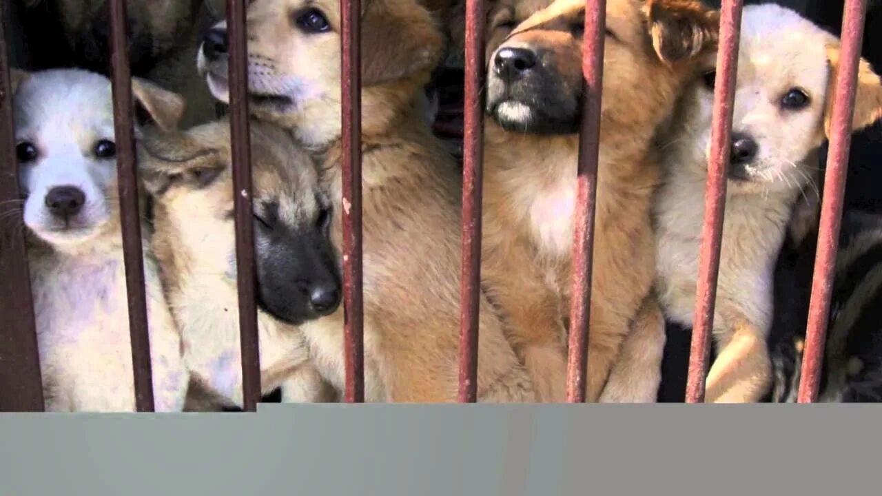 Права животных фото Animal Adoption - YouTube