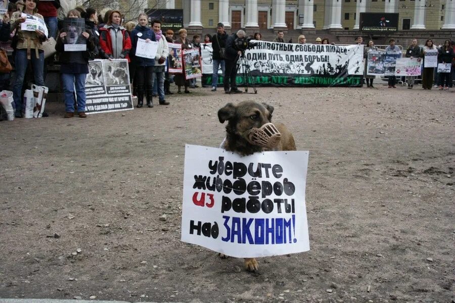 Права животных фото В Москве прошел митинг в защиту животных