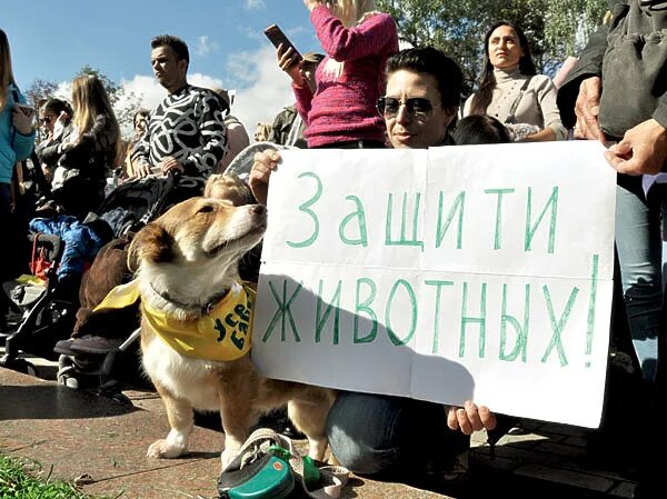 Права животных фото Про нападение на охотничью испытательно-тренировочную станцию Фирсановка и в защ