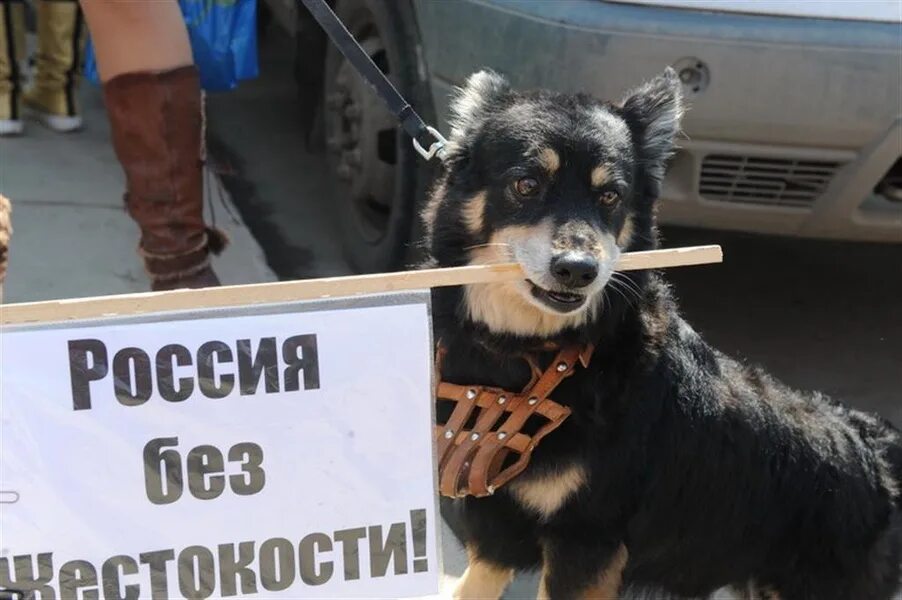 Права животных фото В ЛДПР предложили ввести должность Уполномоченного по защите животных