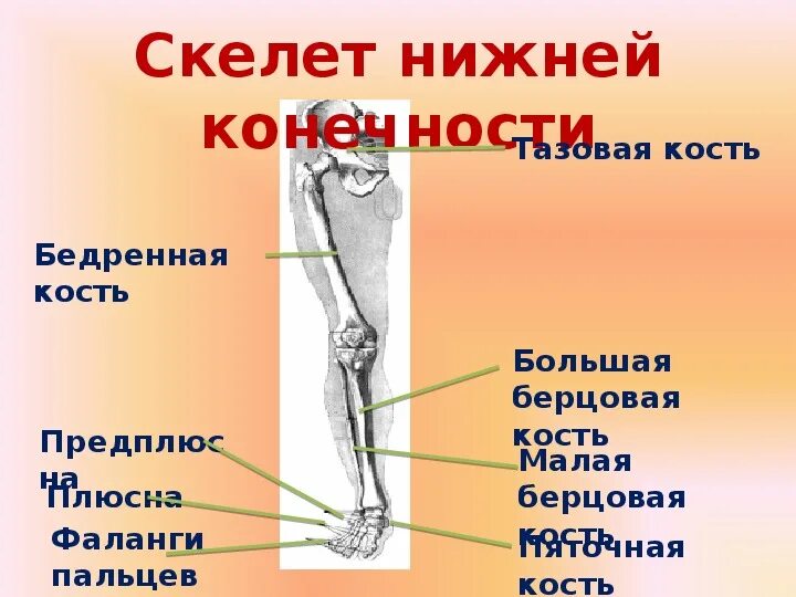 Правая берцовая кость где находится фото "Отделы скелета человека" (биология, 8 кл.