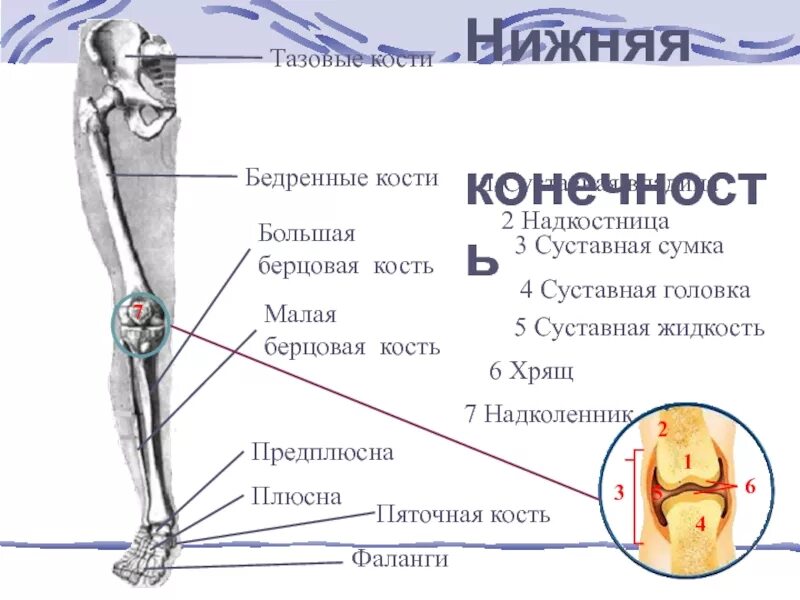 Правая берцовая кость где находится фото Картинки ГОЛЕНЬ МАЛАЯ БЕРЦОВАЯ КОСТЬ