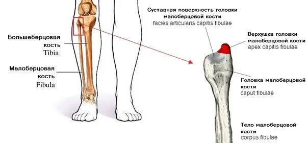 Правая берцовая кость где находится фото Картинки БОЛЬШЕБЕРЦОВАЯ КОСТЬ СОБАКИ