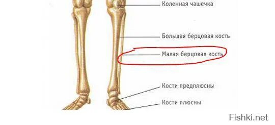 Правая берцовая кость где находится фото Где находятся самые маленькие косточки