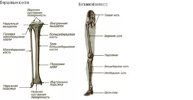 Берцовая кость это где