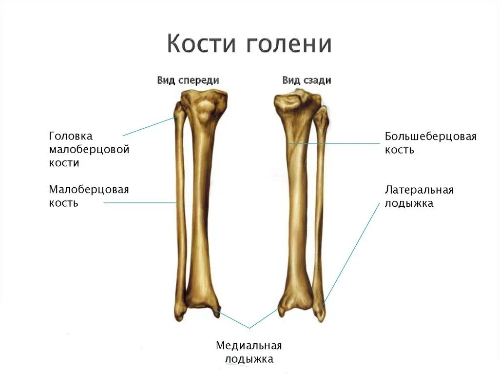 Правая берцовая кость где находится фото Перелом ноги: сколько ходить в гипсе. Как разработать ногу после переломов малой