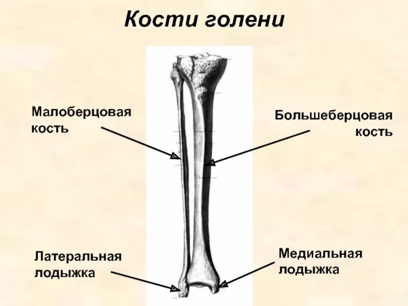 Правая берцовая кость где находится фото Тема лекції Опорно-руховий апарат ПЛАН 1 Вчення про E6C