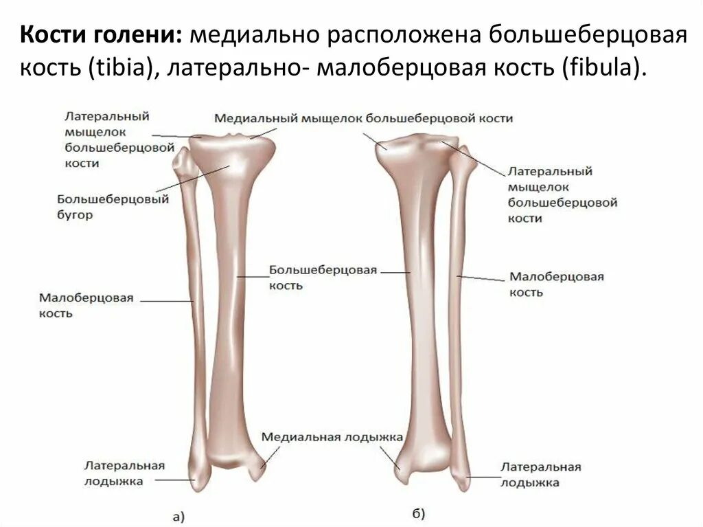 Правая берцовая кость где находится фото Где находится большеберцовая кость у человека: найдено 90 изображений