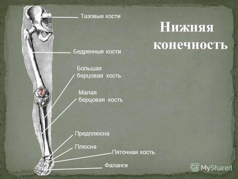 Правая берцовая кость где находится фото Берцовая Кость Где Фото - Mixyfotos.ru