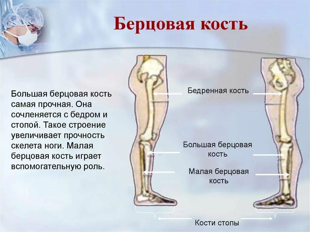 Правая берцовая кость где находится фото Берцовая кость это где