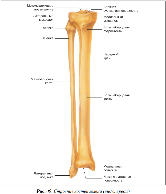 Правая берцовая кость где находится фото Эпифиз берцовой кости