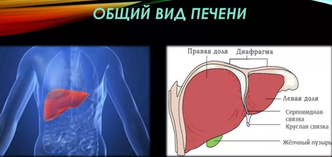 Правая доля печени фото Где находится печень?