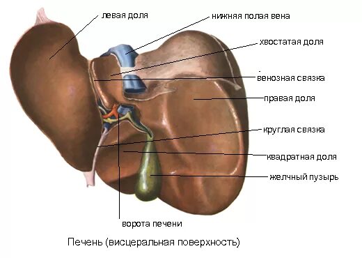 Правая доля печени фото 13. Печень (развитие, функция, топография, строение, иннервация