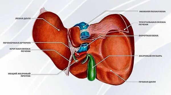 Правая доля печени фото Печень: какой врач лечит. Болезни и методы лечения печени