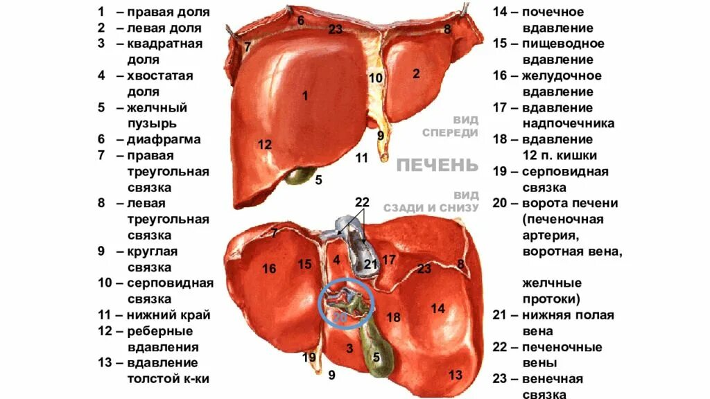 Правая доля печени фото Картинки ДОЛИ ПЕЧЕНИ АНАТОМИЯ