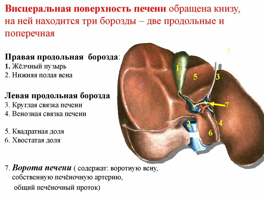 Правая доля печени фото Удаление доли печени: найдено 75 изображений