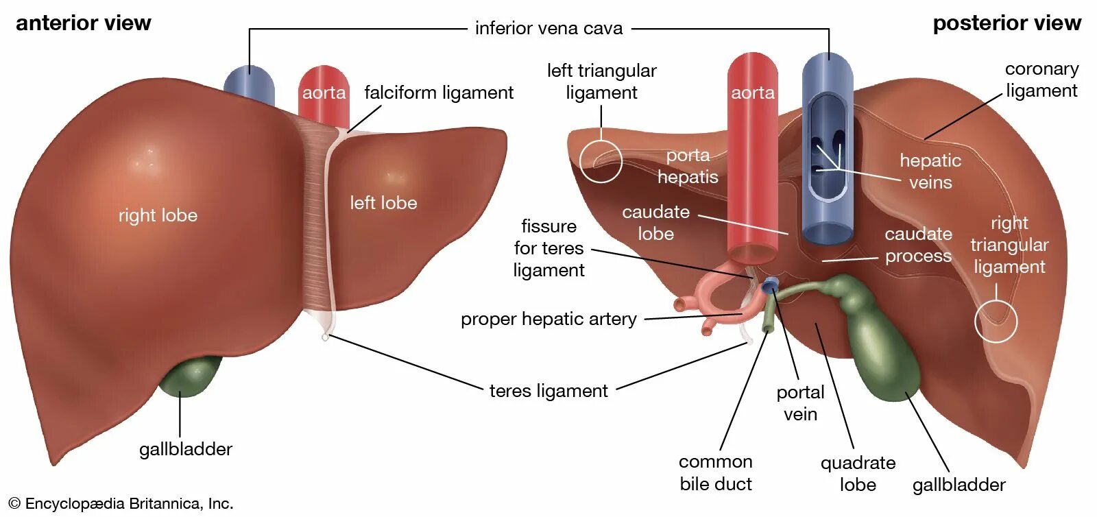 Правая доля печени фото Sulcus biology Britannica