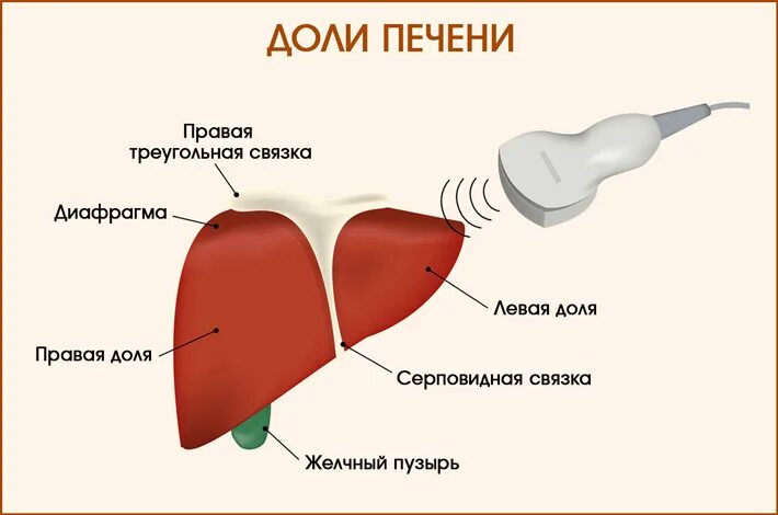 Правая доля печени фото Печень имеет доли