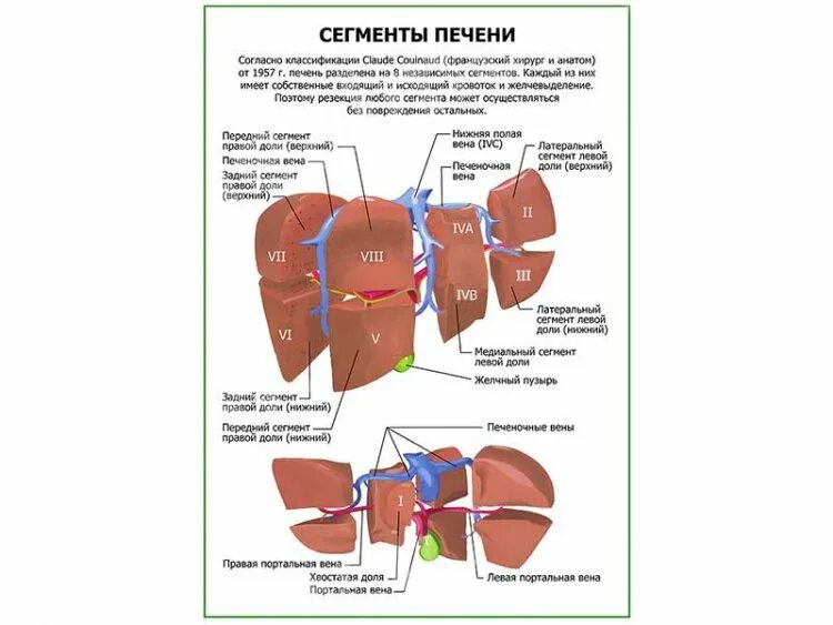 Правая доля печени фото Сегменты печени плакат глянцевый А1/А2 " Купить оптом и в розницу " Цена от заво