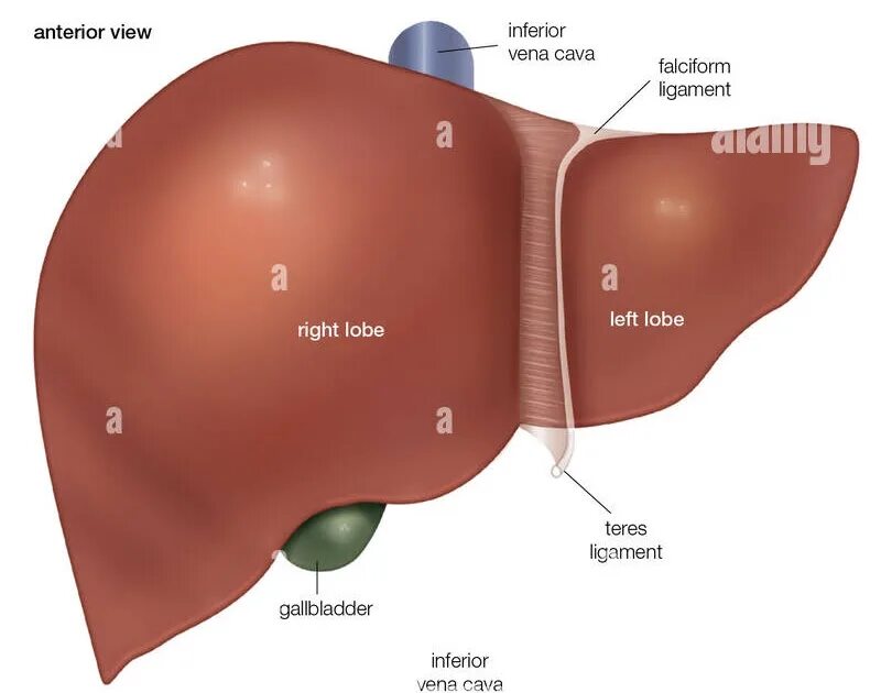 Правая доля печени фото Печень имеет 2 поверхности: найдено 80 изображений