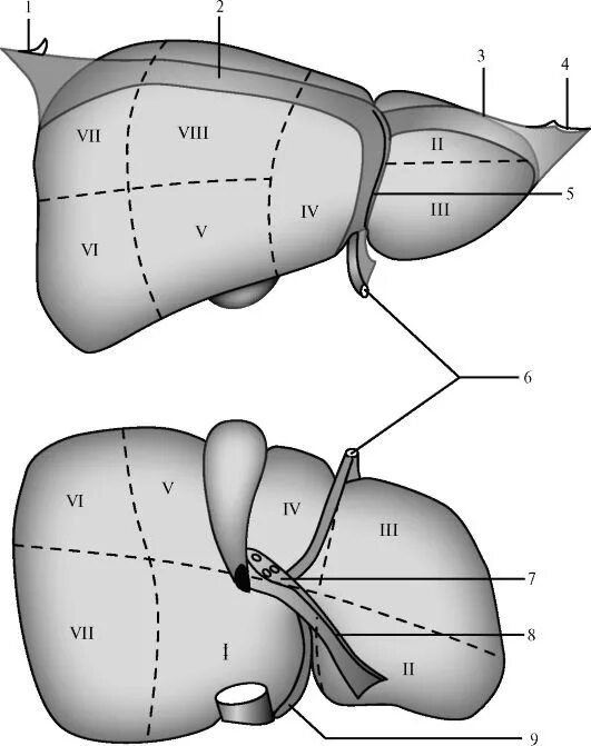 Правая доля печени фото ГЛАВА 15. ТОПОГРАФИЧЕСКАЯ АНАТОМИЯ И ОПЕРАТИВНАЯ ХИРУРГИЯ ЖИВОТА