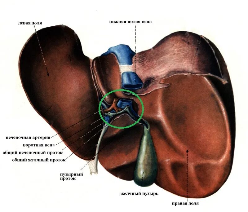 Правая доля печени фото Биохимия и физиология печени