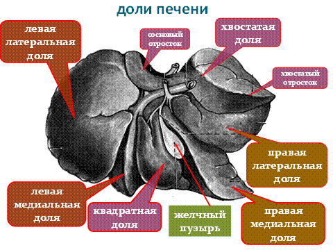 Правая доля печени фото В правой доле печени