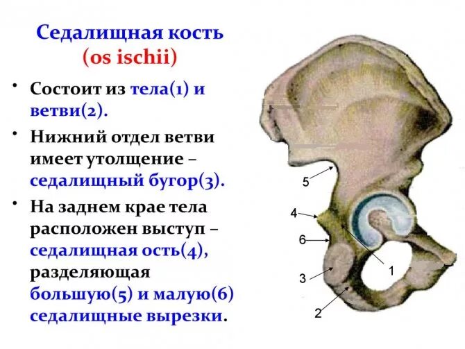 Правая лонная кость где находится фото Седалищная кость: где находится, типы соединений, функции и фото