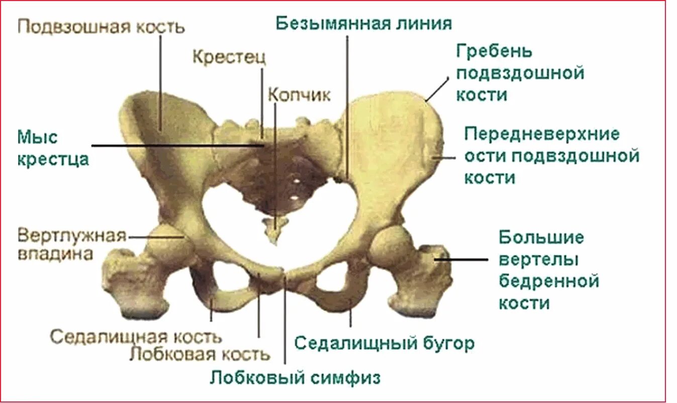 Правая лонная кость где находится фото Кости таза - Акушерство и гинекология. Клиническая практика