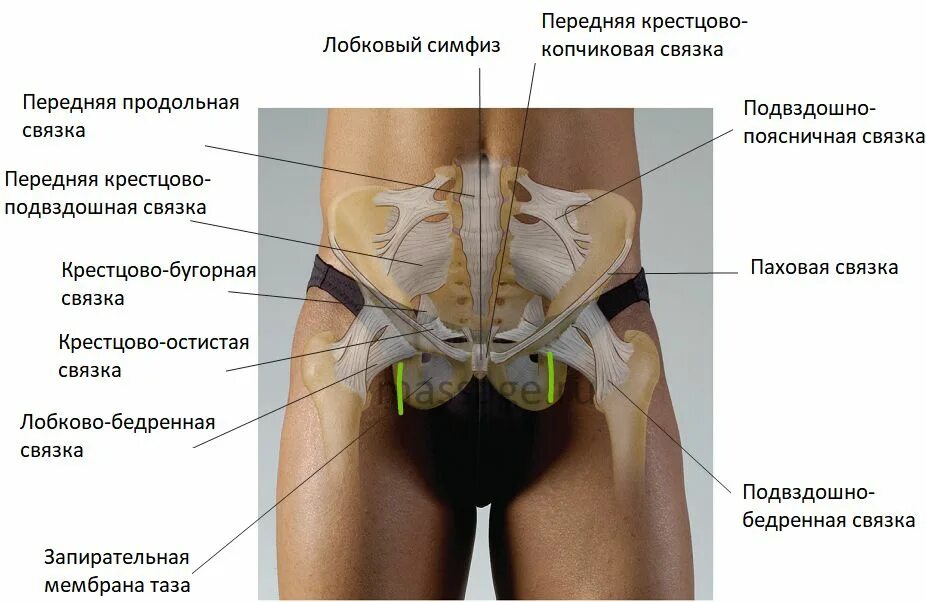 Тазовая кость, часть 2. Лонная кость. Заметки спортивного врача. Дзен