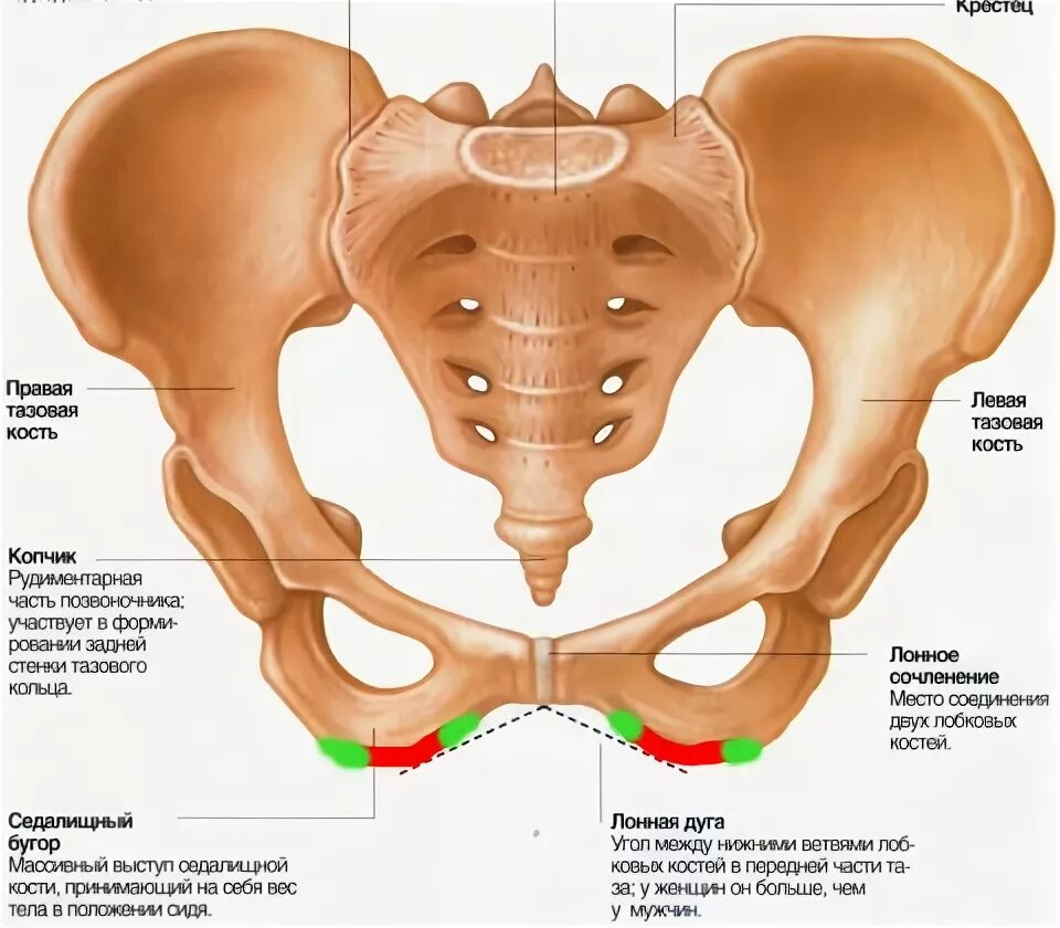 Правая лонная кость где находится фото Ушибы и переломы костей таза - Кладовая Здоровья