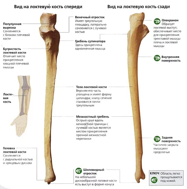 Правая лучевая кость фото Локтевой сустав: анатомия, строение, иннервация