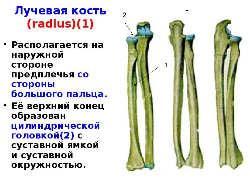 Правая лучевая кость фото Картинки ЛУЧЕВАЯ КОСТЬ НОГИ ГДЕ НАХОДИТСЯ