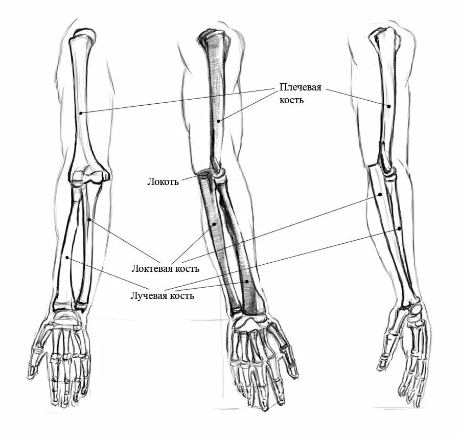 Правая лучевая кость фото Лучевой кости - Арт Минск.ру