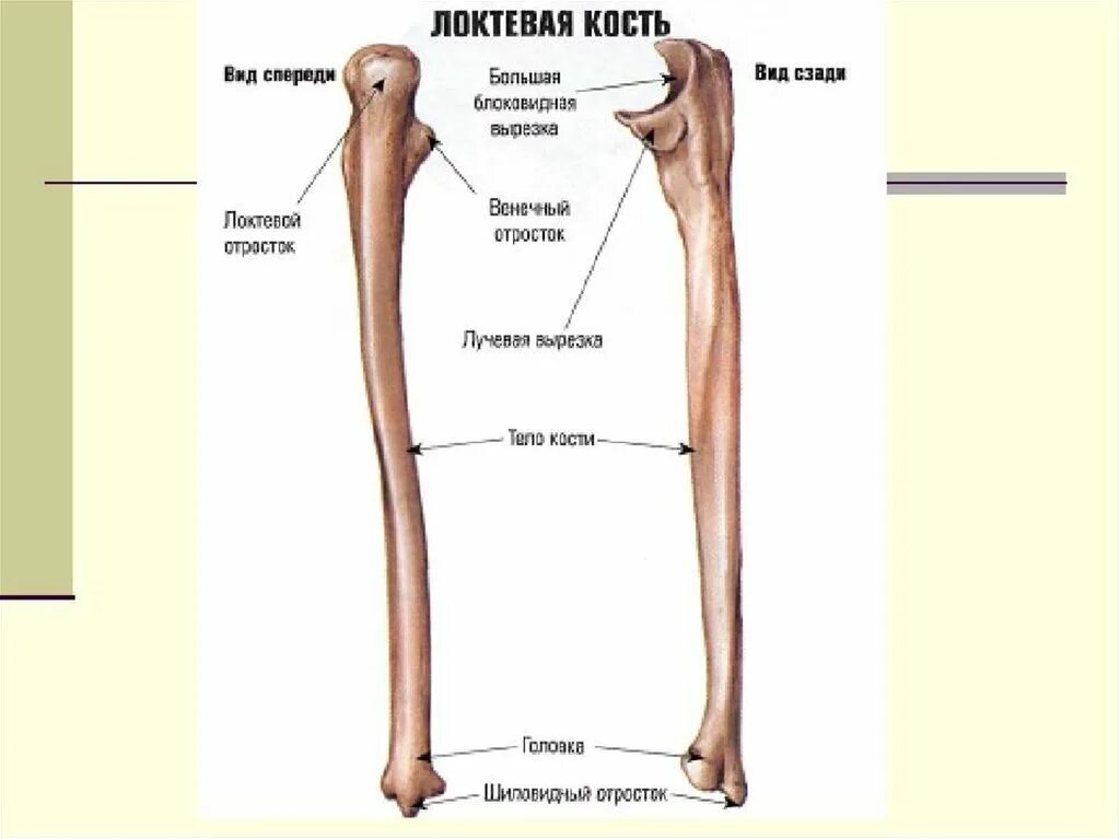 Правая лучевая кость фото Картинки СТРОЕНИЕ ЧЕЛОВЕКА КОСТИ ПРЕДПЛЕЧЬЕ