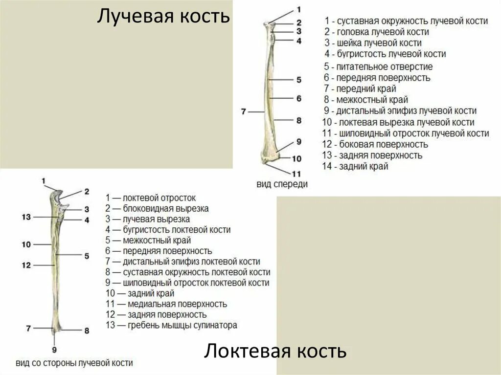 Правая лучевая кость фото Лучевая кость подписи