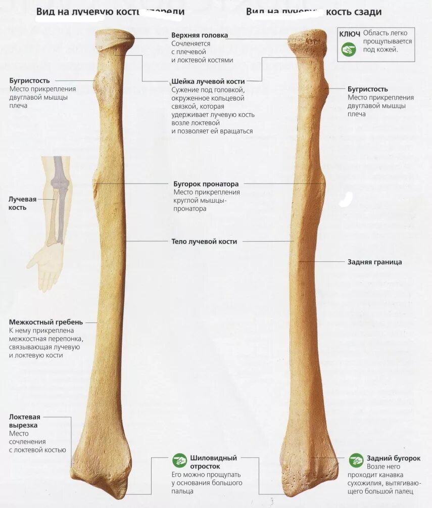 Правая лучевая кость фото Тело лучевой кости