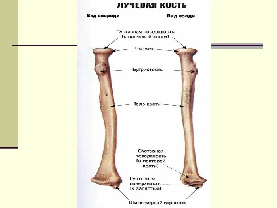 Правая лучевая кость фото Строение локтевой кости человека