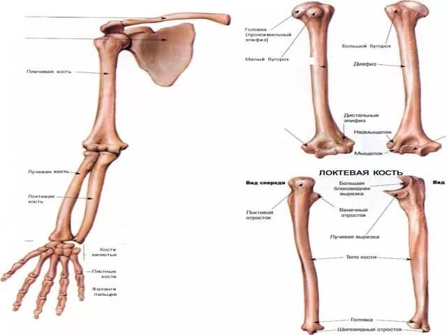 Правая лучевая кость фото Лучевая кость и ее виды переломов (32 фото) Кости, Анатомия, Вид