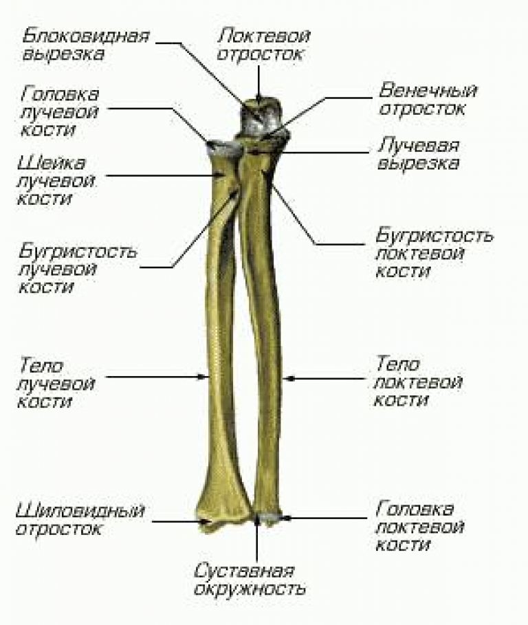 Правая лучевая кость фото Лучевая кость картинка