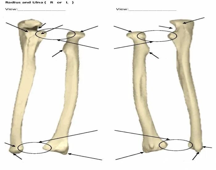 Правая лучевая кость фото Radius and ulnar Bone Markings - Printable Worksheet