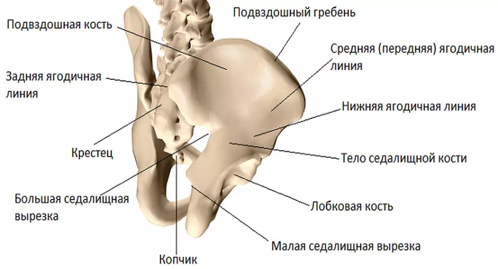 Правая подвздошная кость у человека фото Подвздошная кость человека