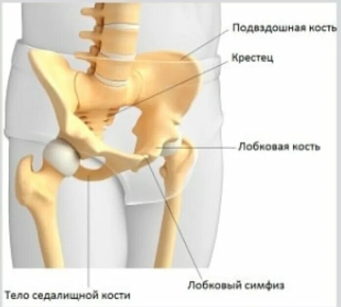 Правая подвздошная кость у человека фото Правильное положение таза YogaVita-йога для начинающих Дзен