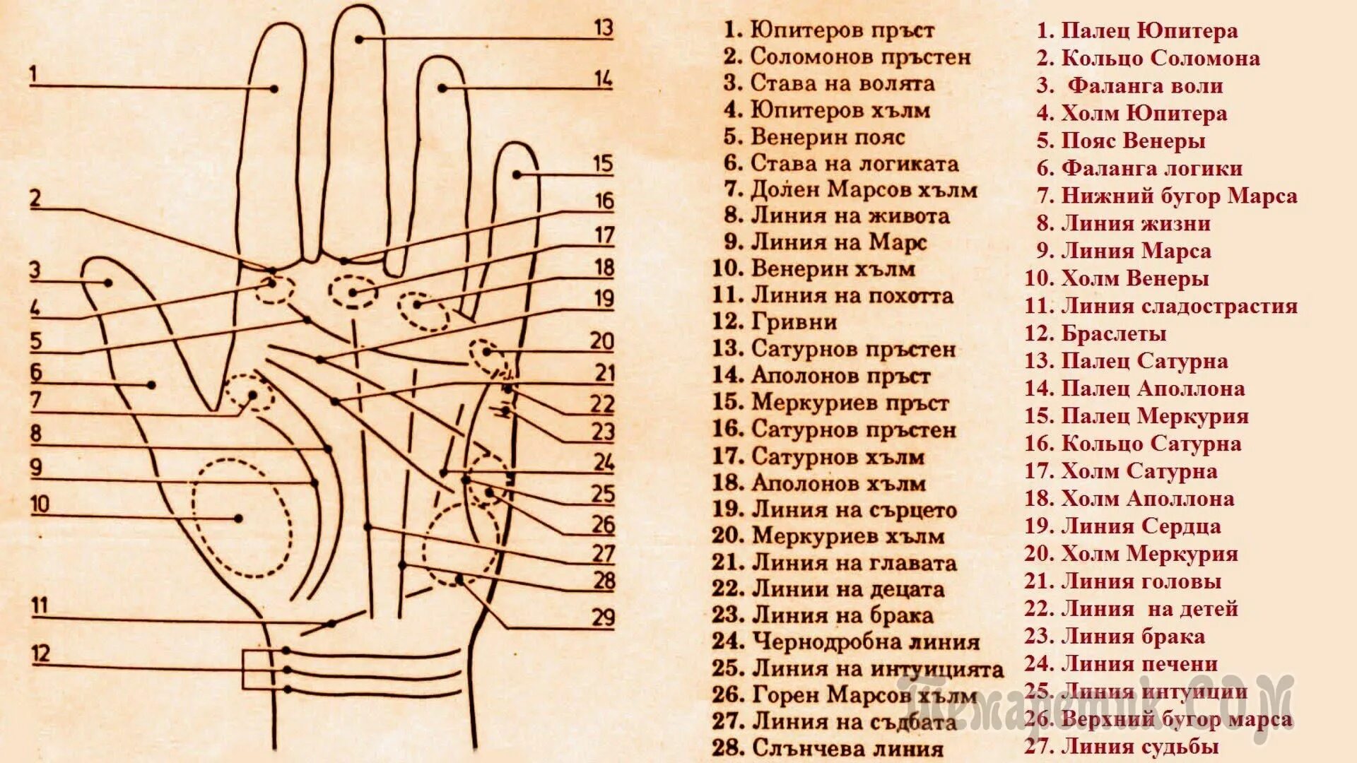 Правая рука линии на ладони фото Гадаем по руке самостоятельно! Crossword puzzle, Crossword, Astrology