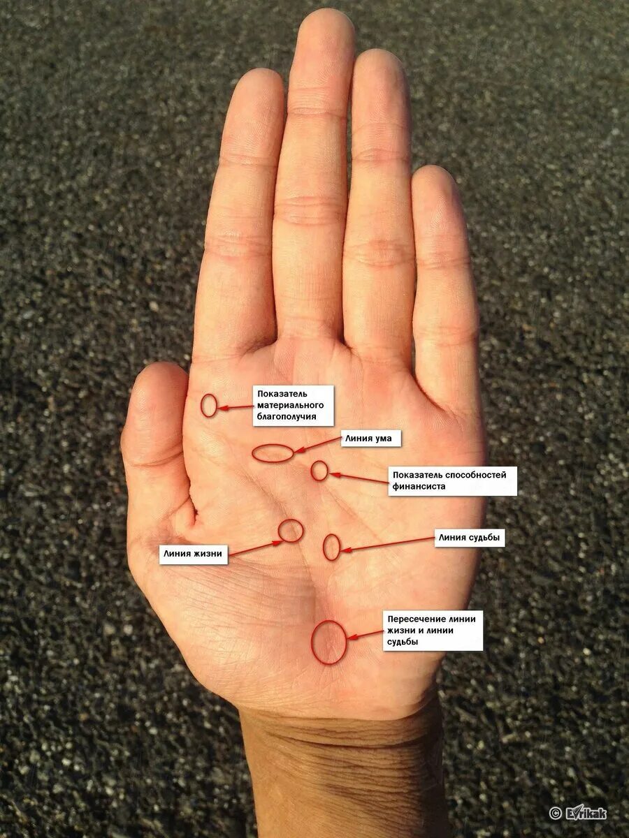 Правая рука линии на ладони фото Денежные точки на теле человека стимуляция которых увеличивает ваше финансовое б