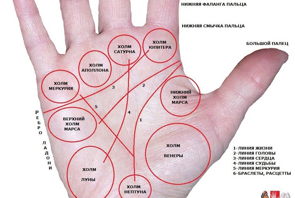 Правая рука линии на ладони фото Кольца и перстни на большом пальце. Значение. Взгляд хироманта. Ольга Межнякова 