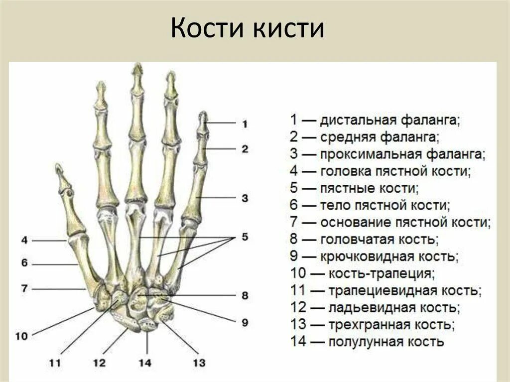 Правая рука схема расположения Пин на доске Пластическая анатомия Научные уроки, Судебная медицина, Углубленное